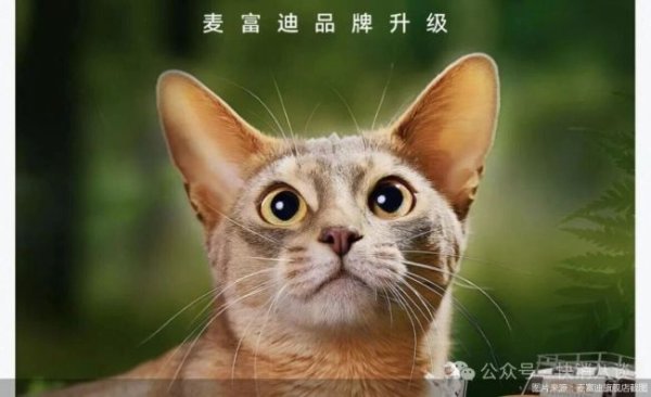 乖宝宠物加速高端化转型