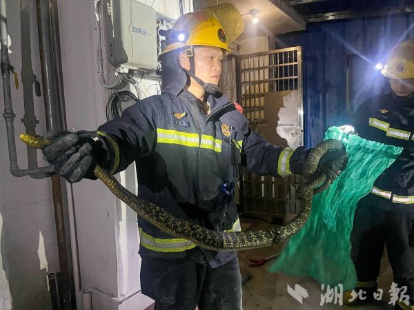 1.8米大蛇堵住单元楼门口  消防员火速擒获放生